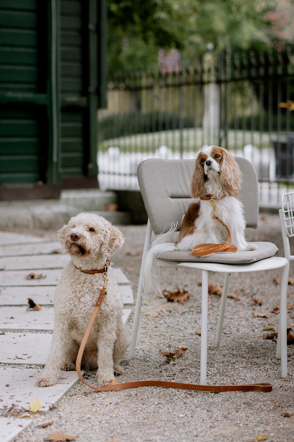 OVRATNICA ZA PSA + POVODEC